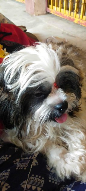 Shih Tzu Dogs For Mating In Bangalore