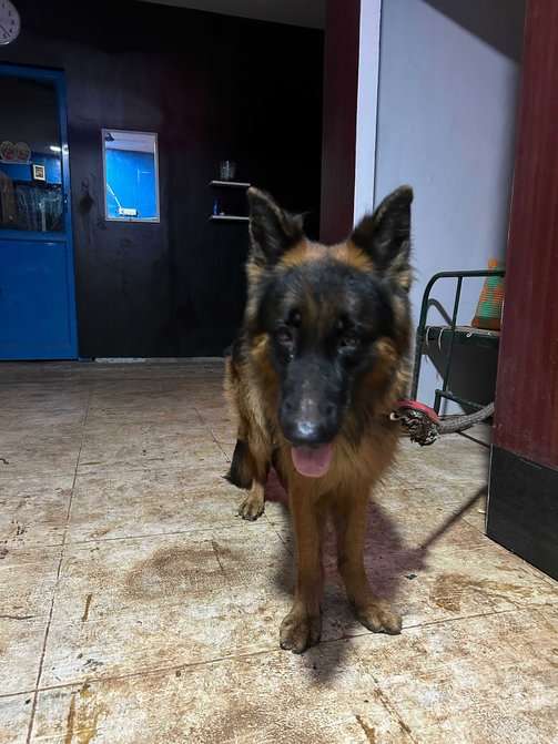 German Shepherd Dogs For Mating In Tiruchirappalli