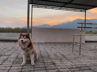 Siberian Husky Dogs For Mating In Gurgaon