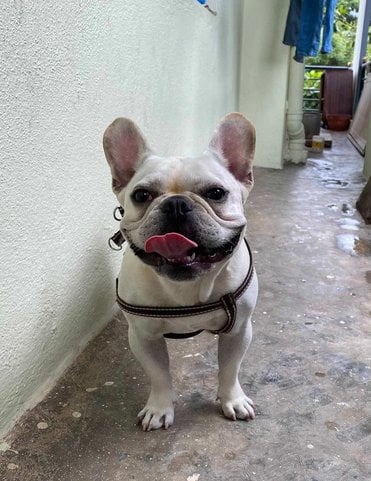 French Bulldog Dogs For Mating In Bangalore