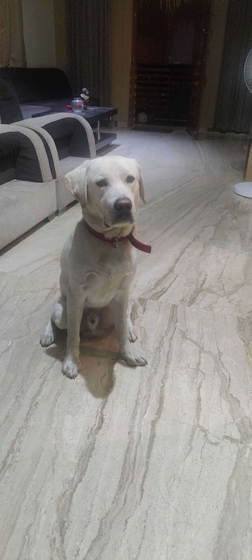 Labrador Retriever Dogs For Mating In Bangalore