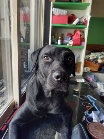Labrador Retriever Dogs For Mating In Mumbai