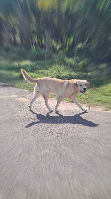 Labrador Retriever Dogs For Mating In Chennai