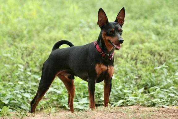 Miniature Pinscher For Sale In Chennai
