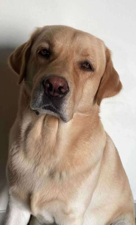 Labrador Retriever Dogs For Mating In Noida