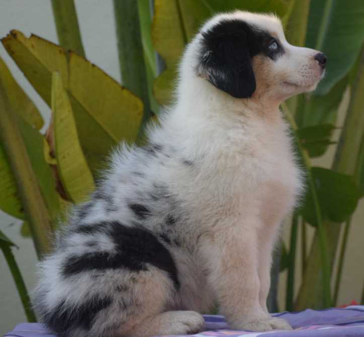 Australian Shepherd For Sale In Bangalore