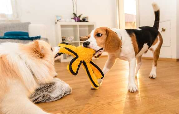 Is the Beagle a Right Family Dog in India?