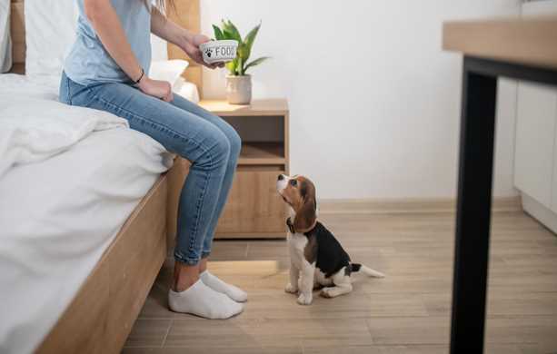 Is the Beagle a Right Family Dog in India?