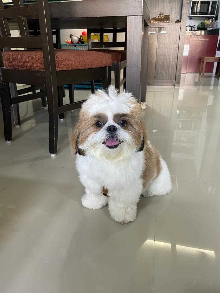 Shih Tzu Dogs For Mating In Hyderabad