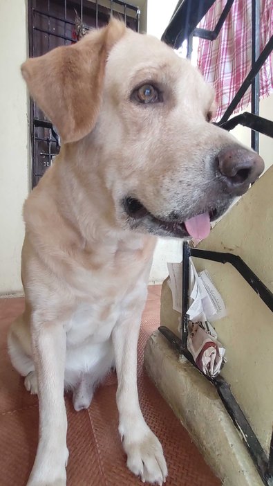 Labrador Retriever Dogs For Mating In Chennai