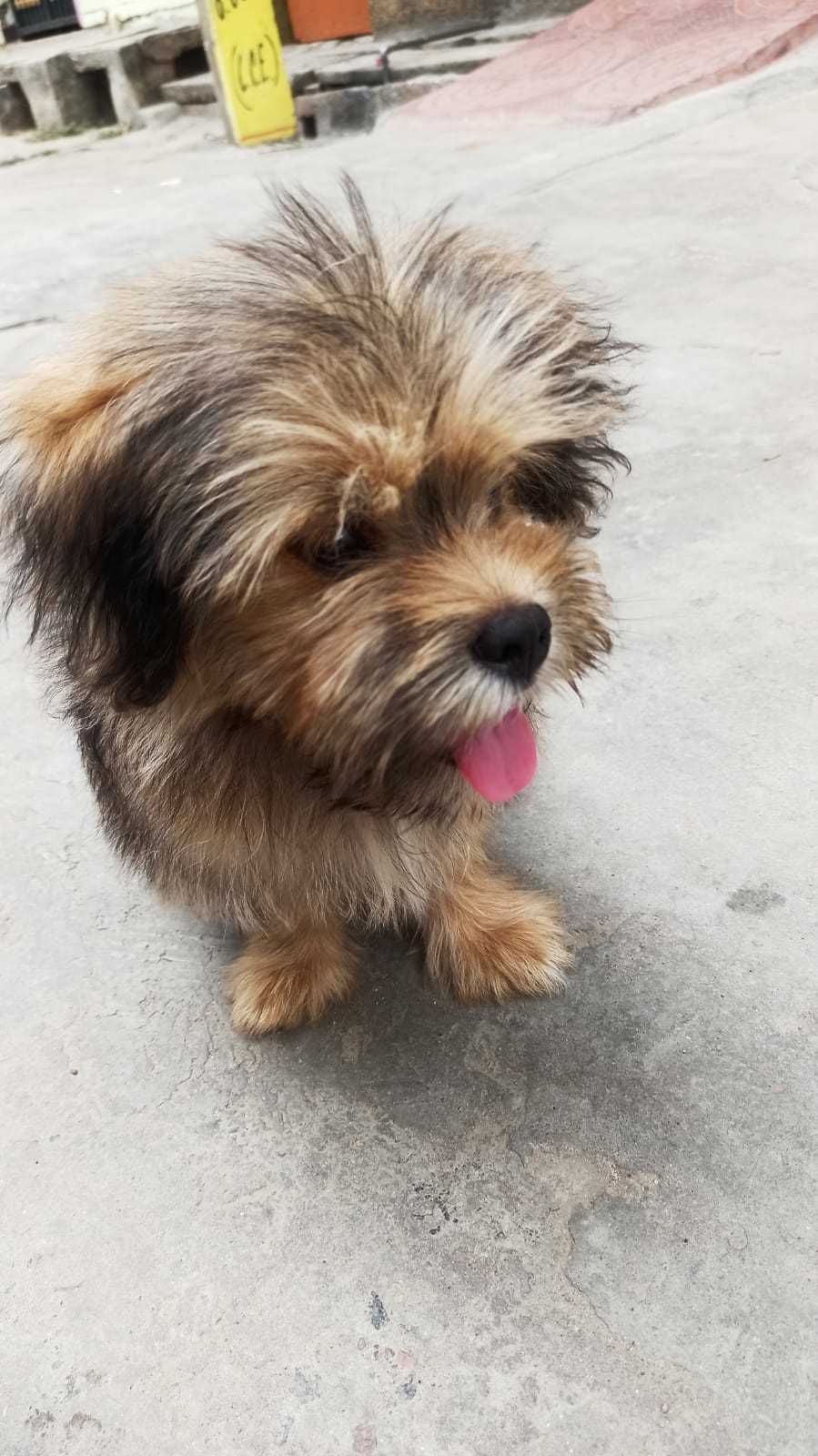 Lhasa Apso Dogs For Mating In Angul
