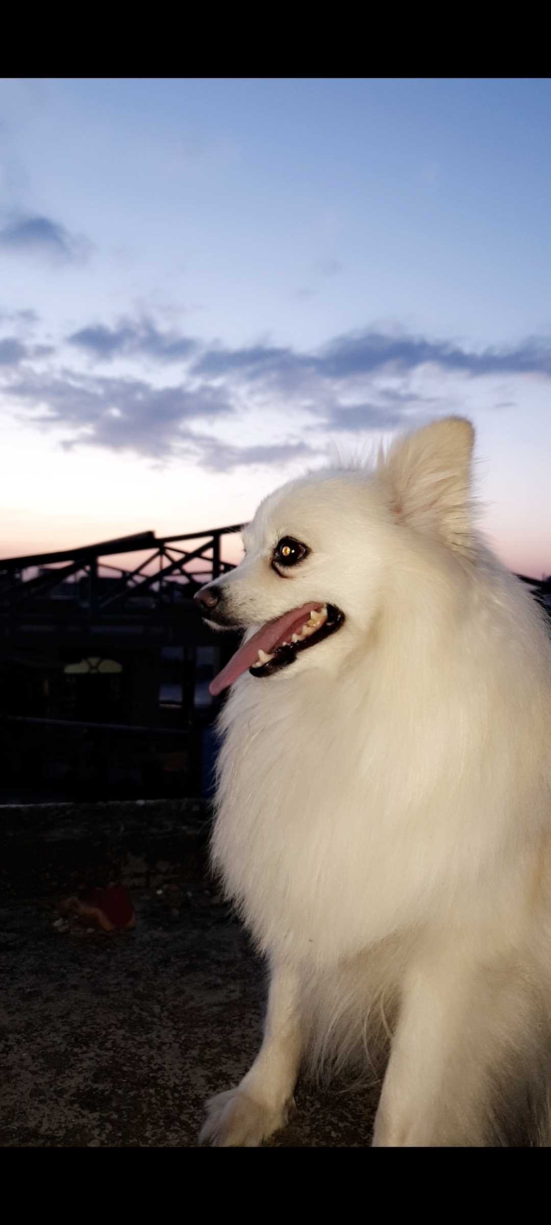 Pomeranian Dogs For Mating In Kochi