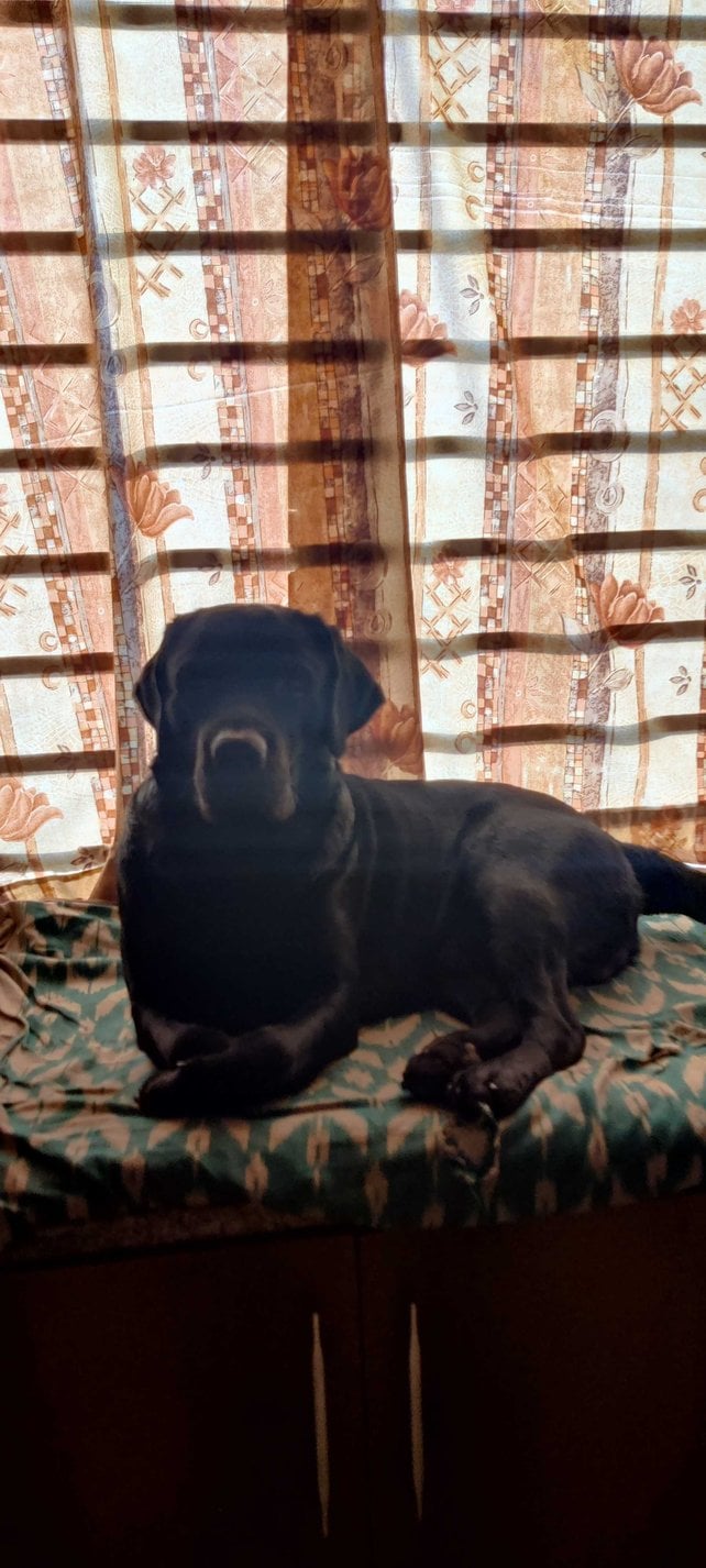 Labrador Retriever Dogs For  Mating In Vizag