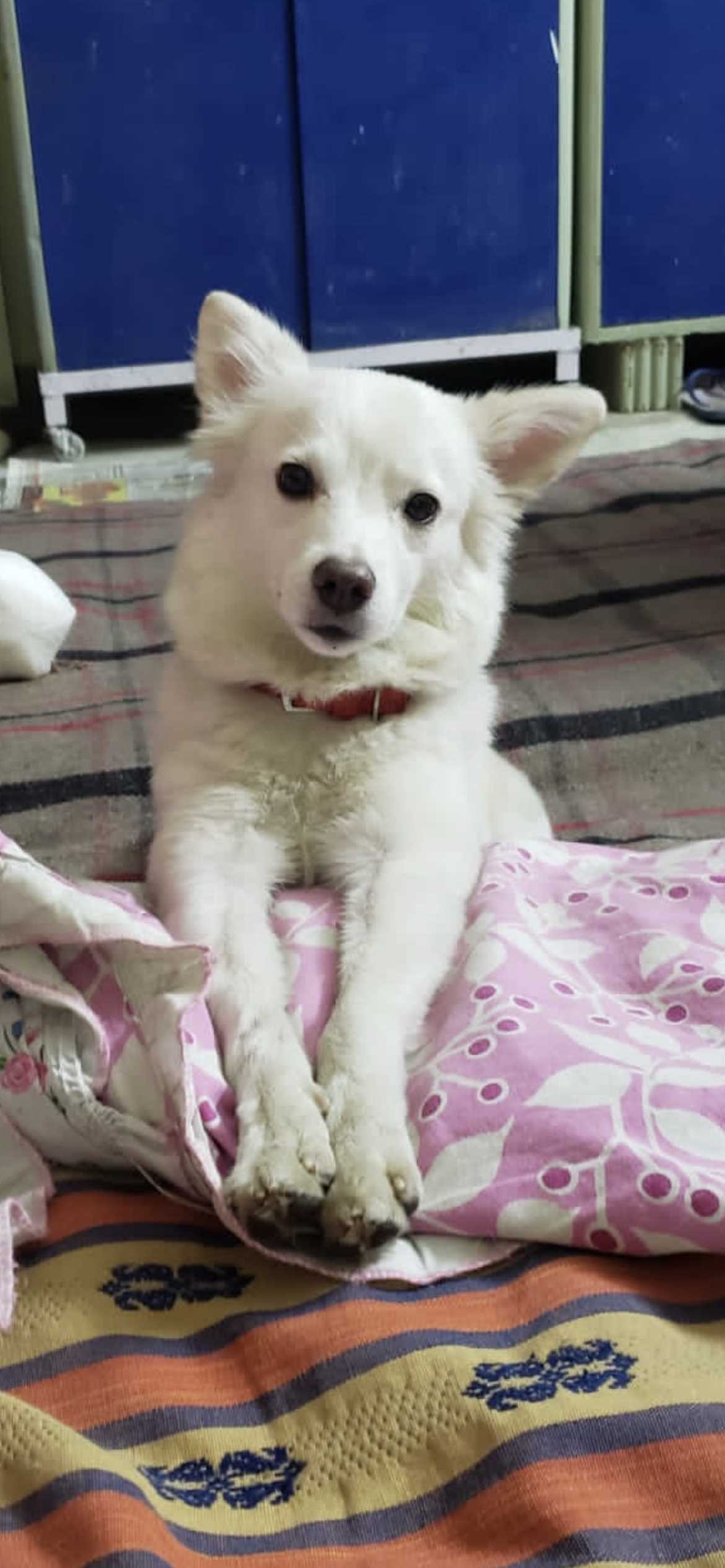 Pomeranian Dogs For Mating In Kochi