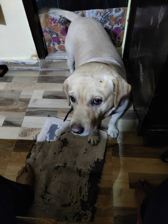 Labrador Retriever Dogs For Mating In Gangtok