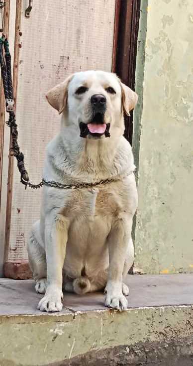 Labrador Retriever Dogs For Mating In Bhilai Nagar