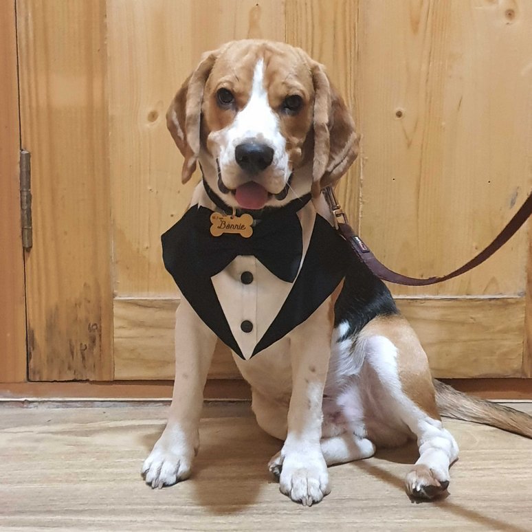 Beagle Dogs For  Mating In Pune