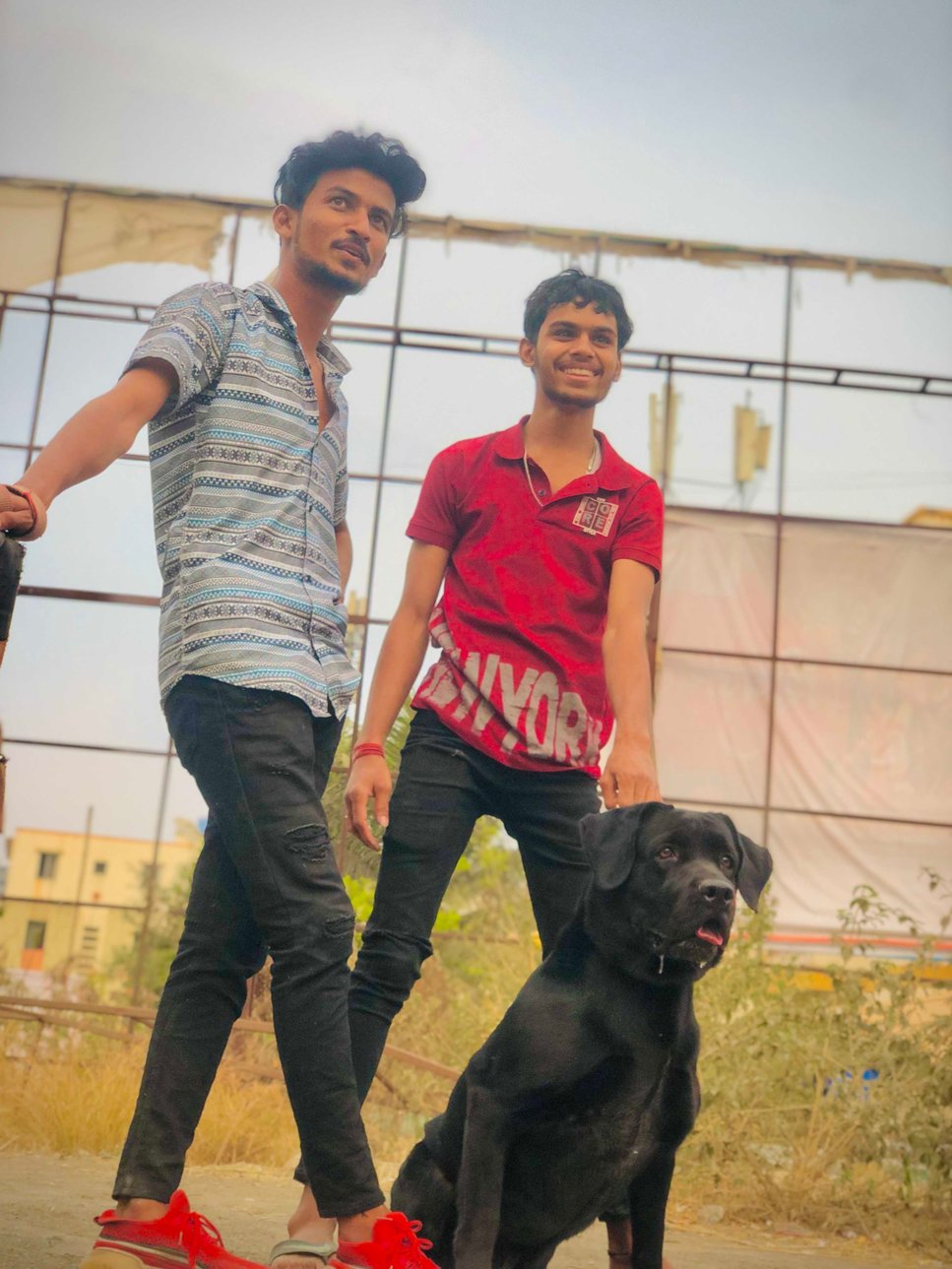 Labrador Retriever Dogs For Mating In Pune