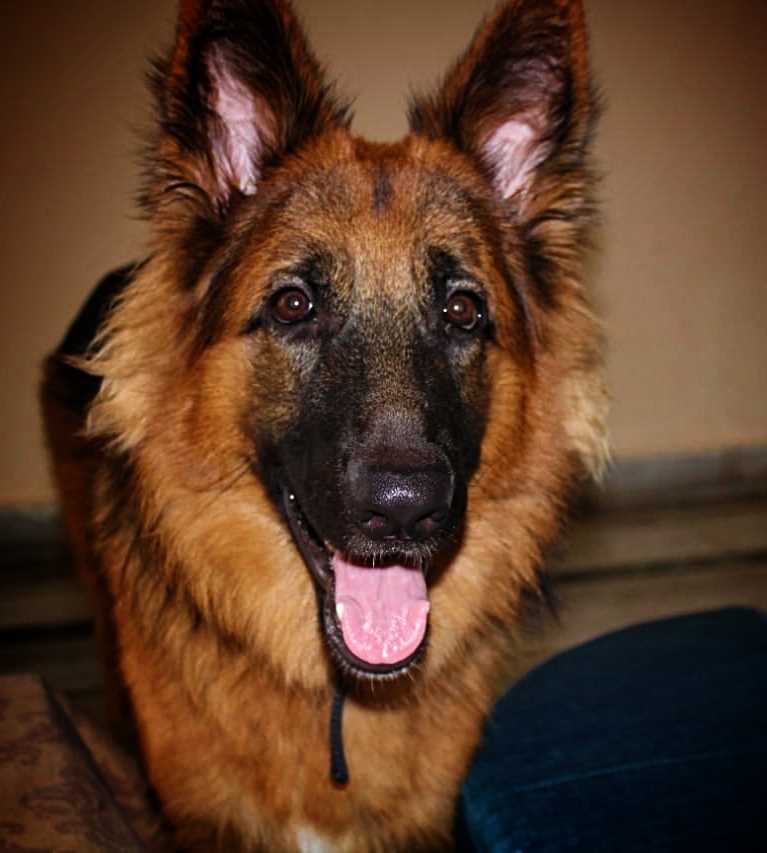 German Shepherd Dogs For Mating In Noida