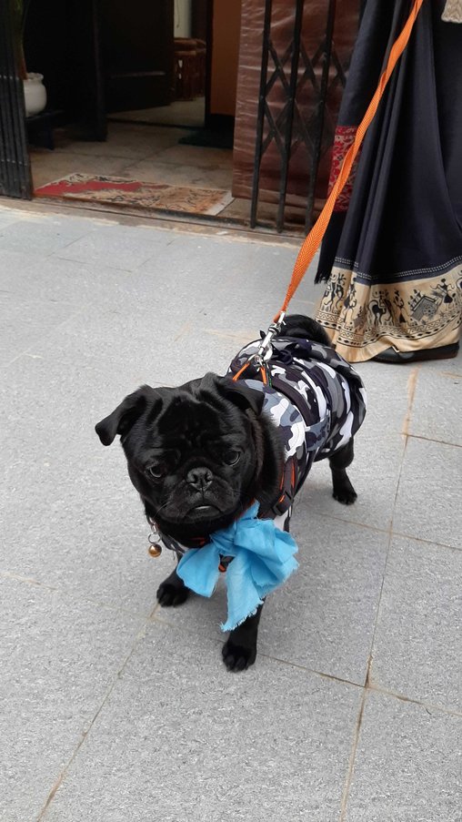 Pug Dogs For Mating In Mysore