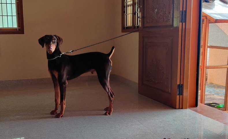 Mating doberman deals