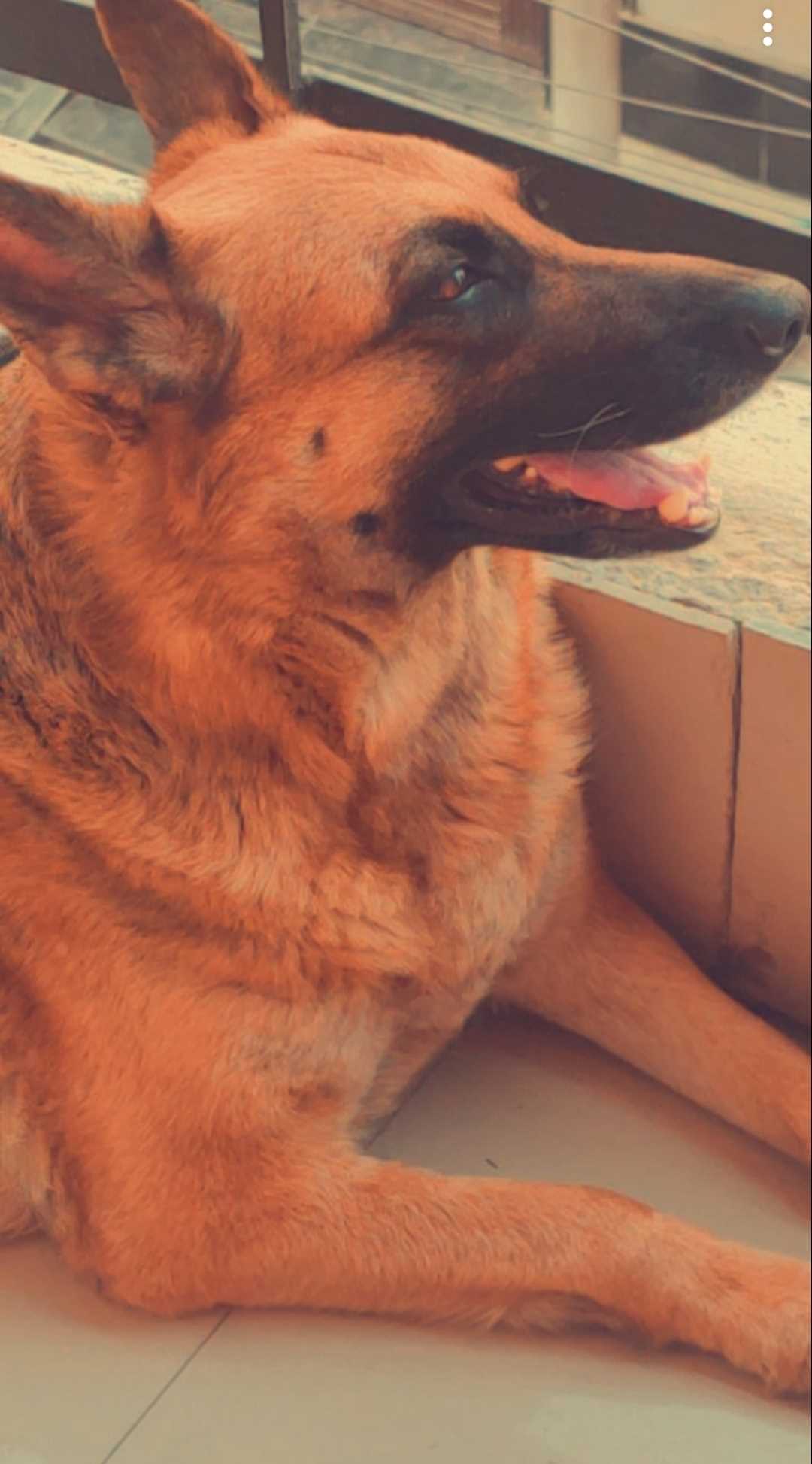 German Shepherd Dogs For Mating In Sikar