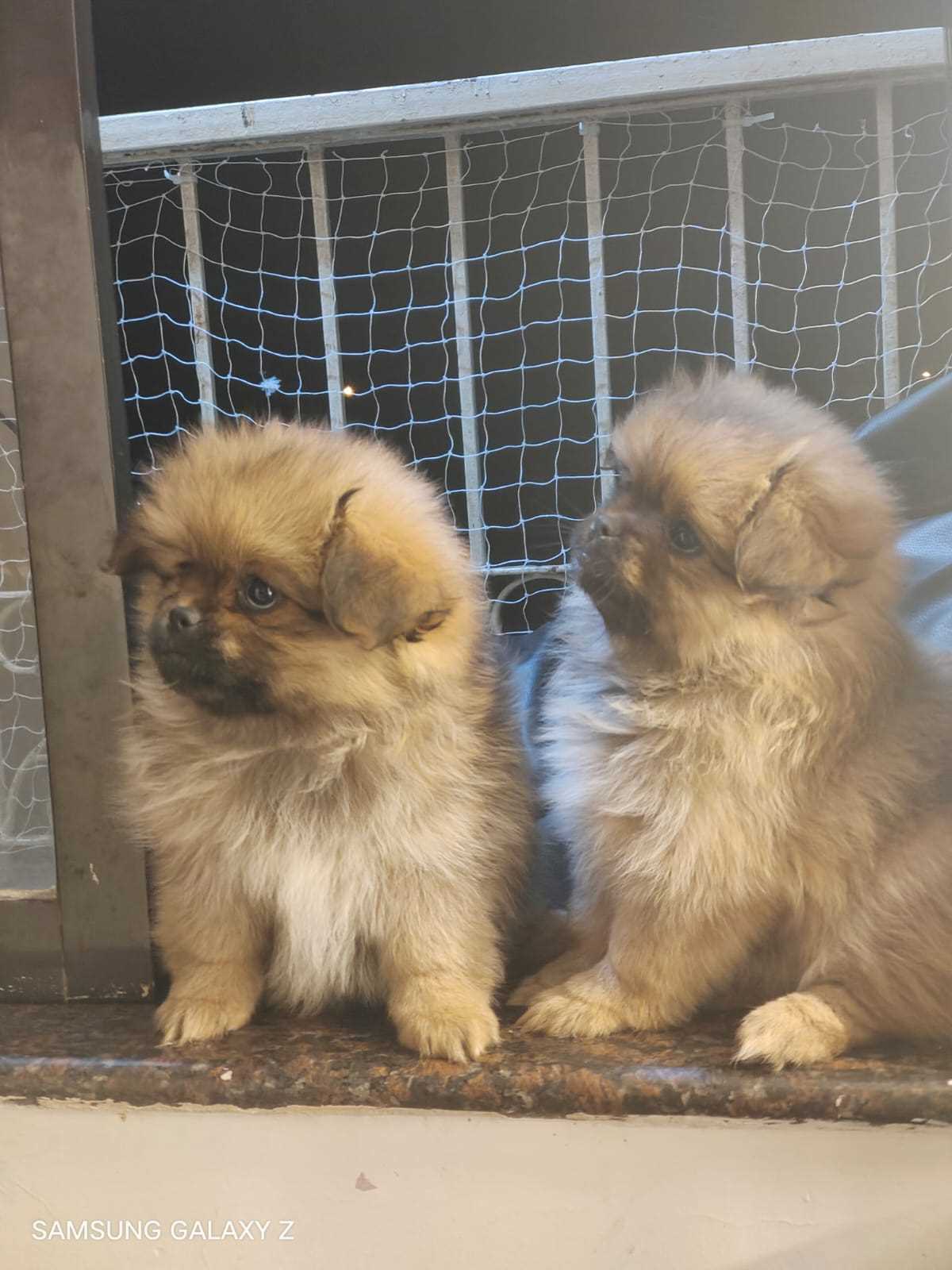 Pomeranian For Sale In Bhubaneswar