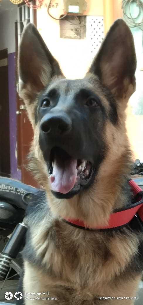 German Shepherd Dogs For  Mating In Jaipur
