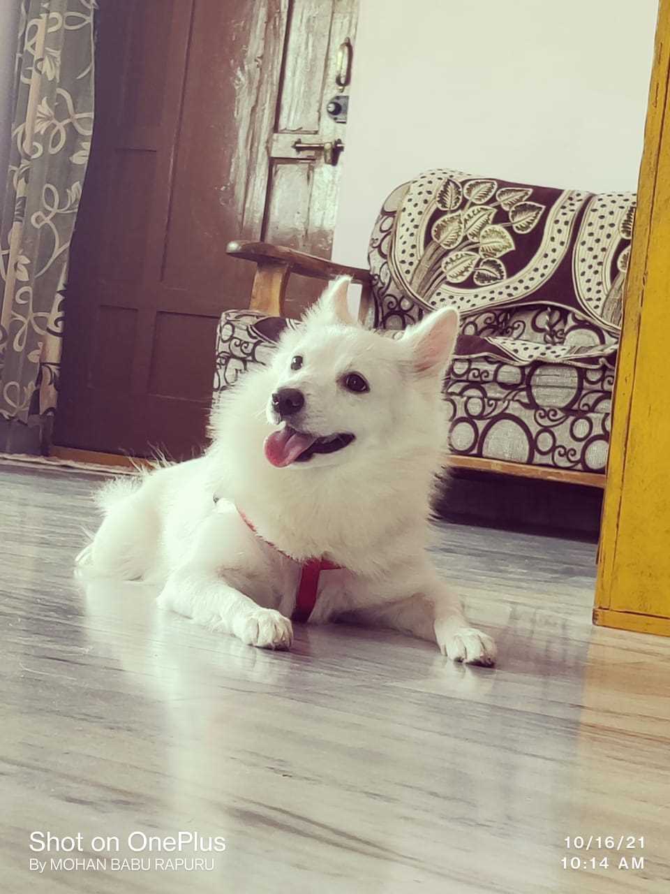 Pomeranian Dogs For Mating In Hyderabad