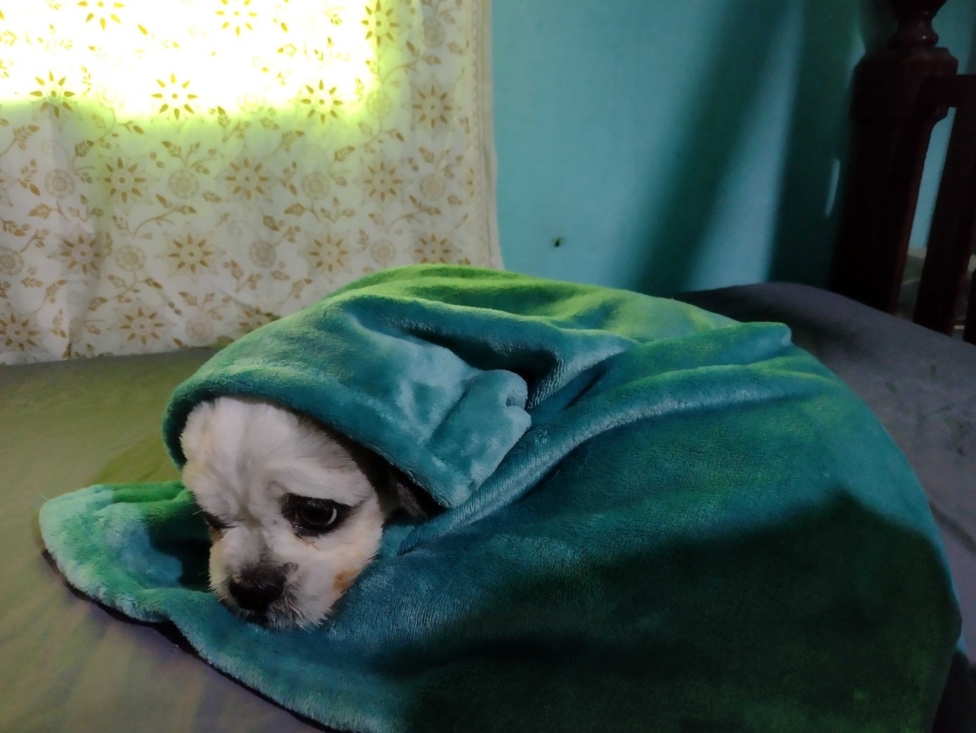 Shih Tzu Dogs For Mating In Kochi