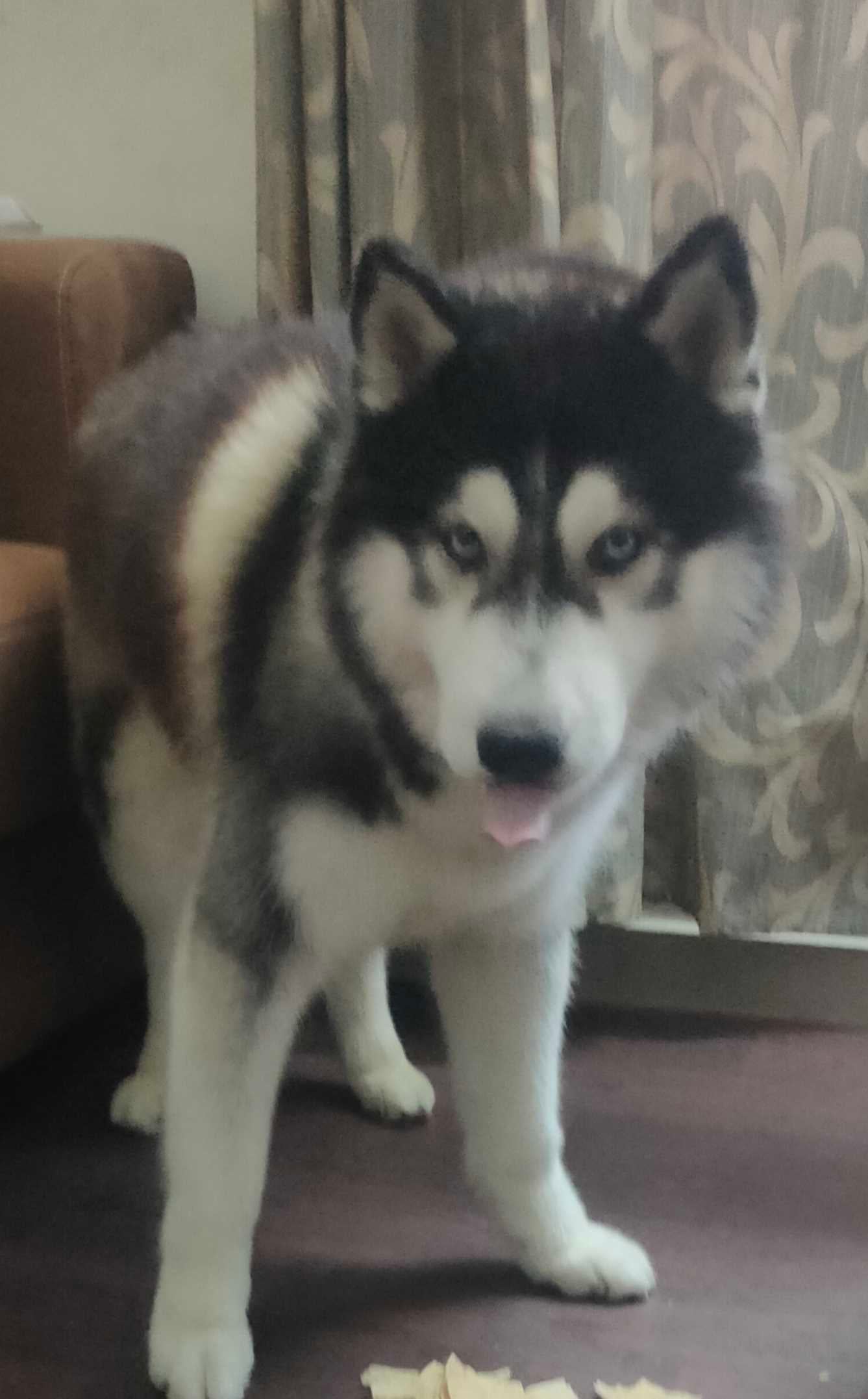 Siberian Husky Dogs For Mating In Lucknow