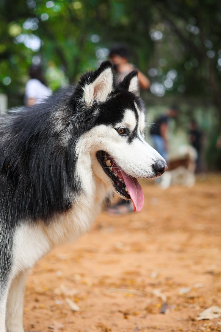 Siberian Husky Dogs For Mating In Lucknow