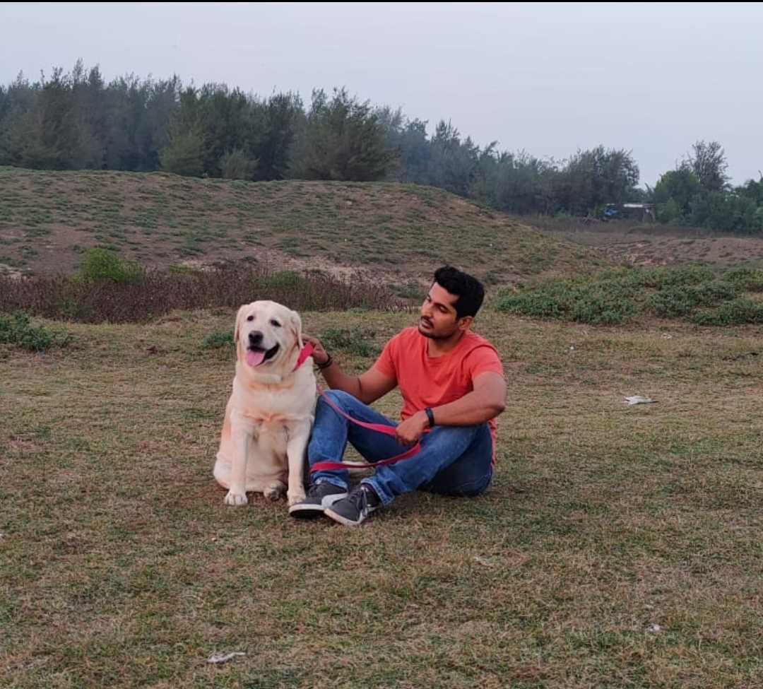 Labrador Retriever Dogs For Mating In Delhi