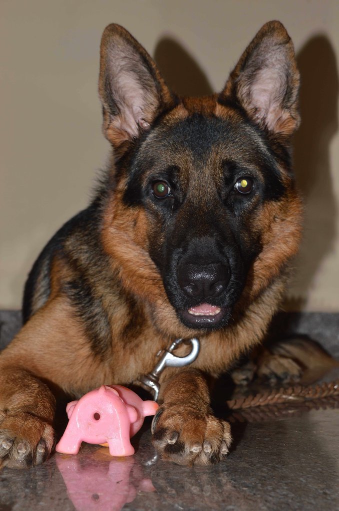 German Shepherd Dogs For Mating In Kanyakumari