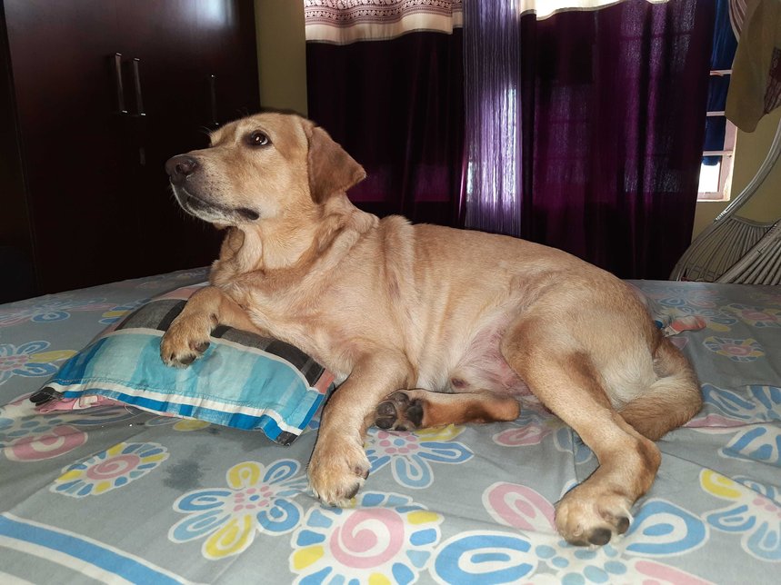 Labrador Retriever Dogs For Mating In Guwahati