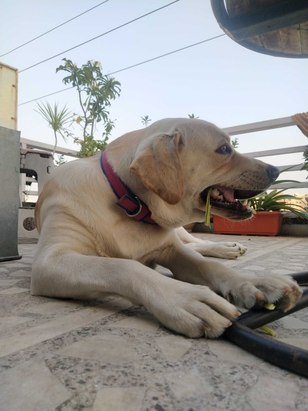 Labrador Retriever Dogs For Mating In Kollam