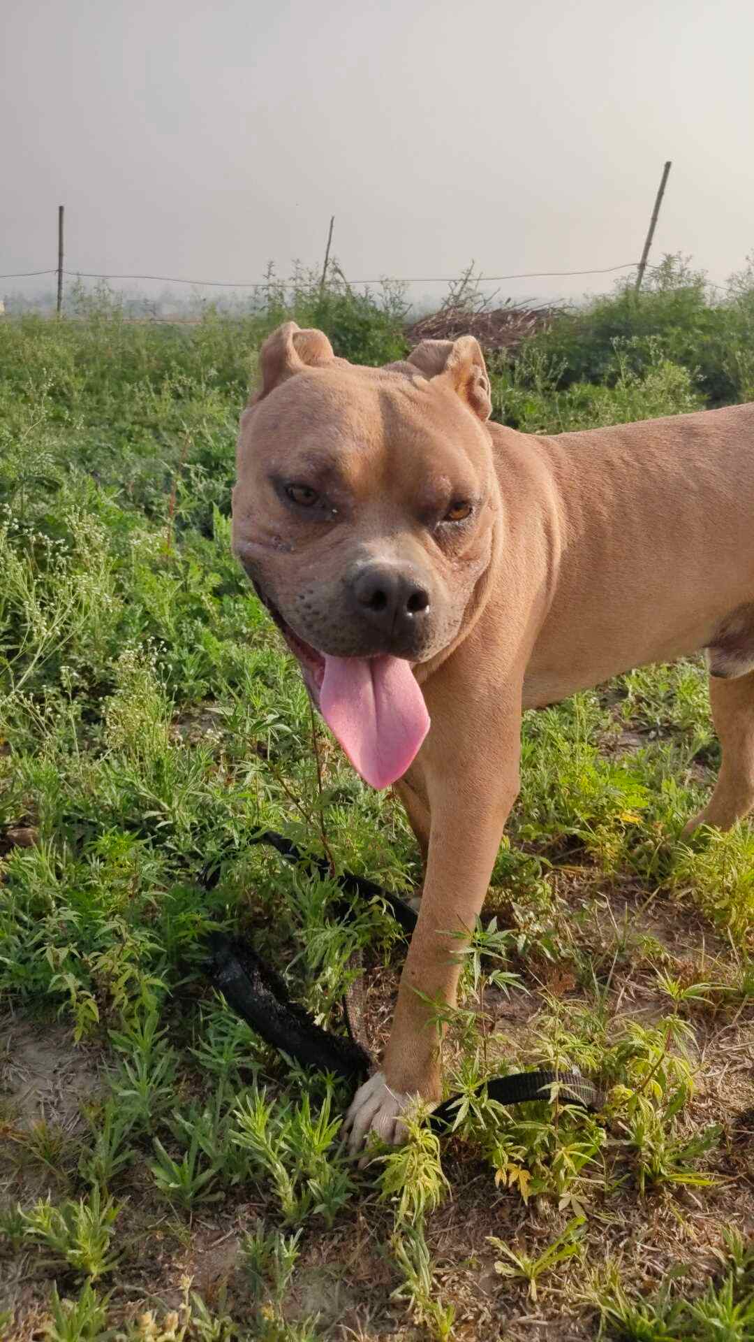 American Bully Dogs For Mating In Pune