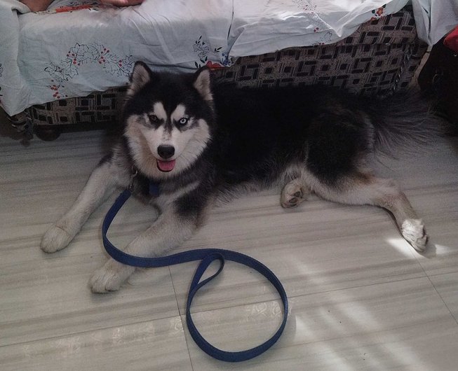 Siberian Husky Dogs For Mating In Lucknow
