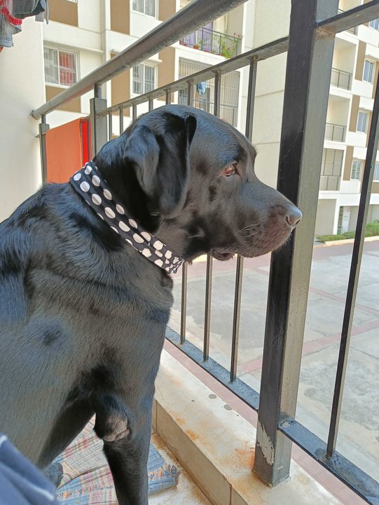 Labrador Retriever Dogs For Mating In Bangalore