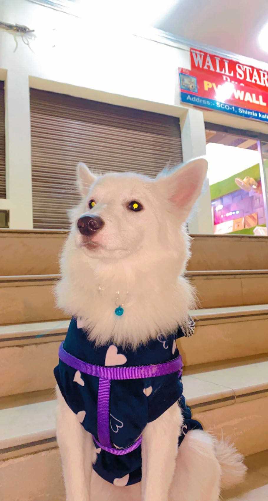 Pomeranian Dogs For Mating In Kochi