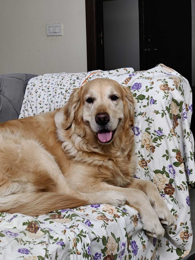 Golden Retriever Dogs For  Mating In Surat