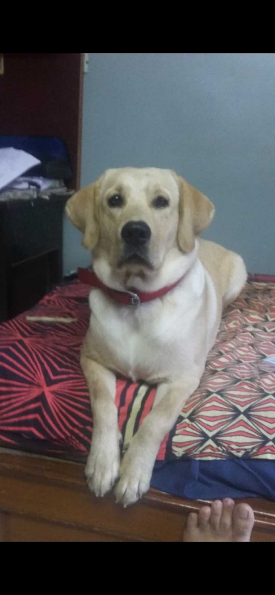 Labrador Retriever Dogs For Mating In Kollam