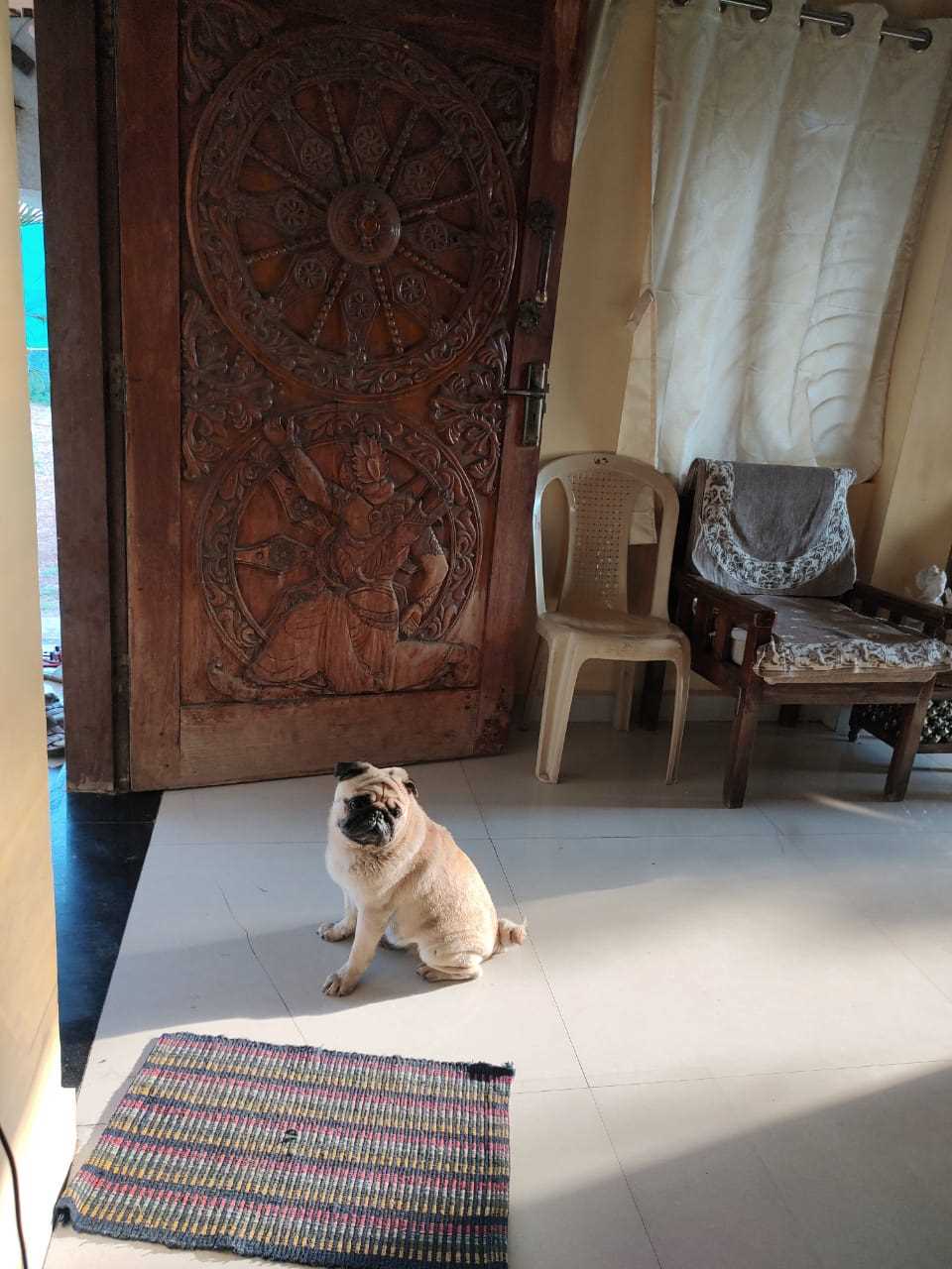Pug Dogs For Mating In Mysore