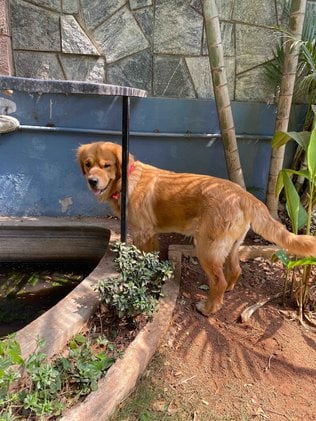Golden Retriever Dogs For Mating In Kozhikode