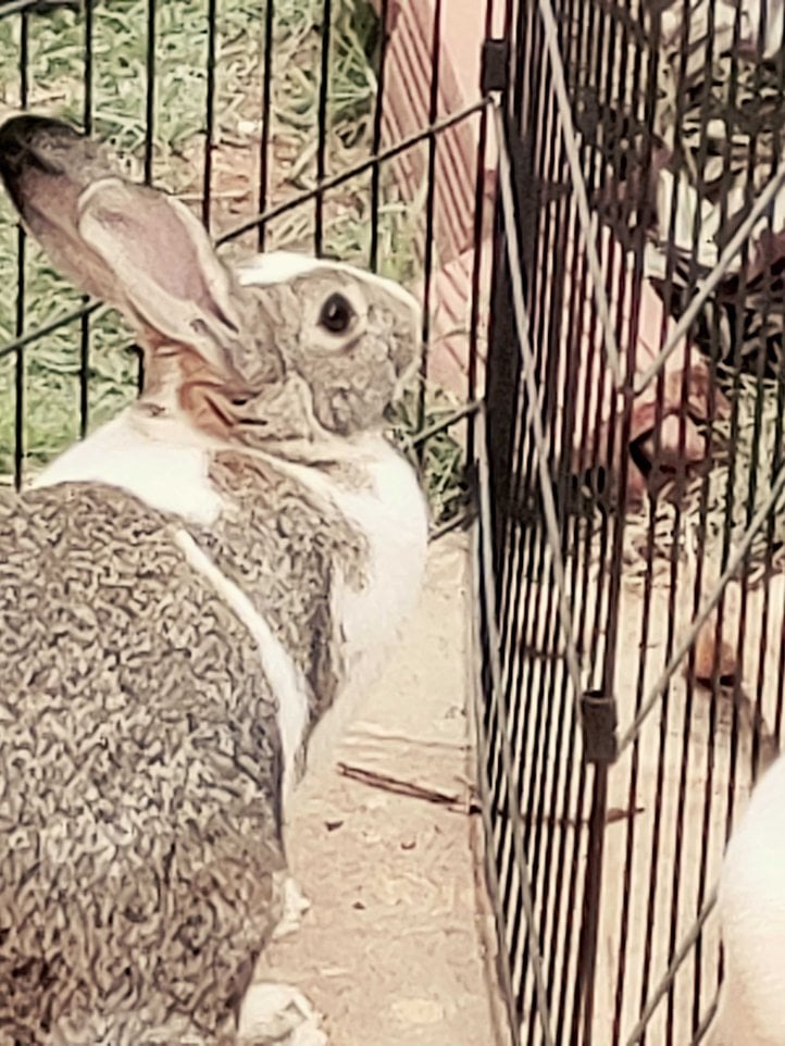 Rabbits For Adoption In Bangalore