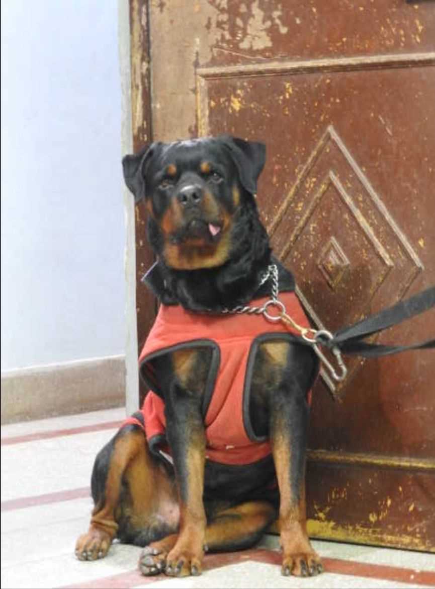 Rottweiler Dogs For Mating In Madurai