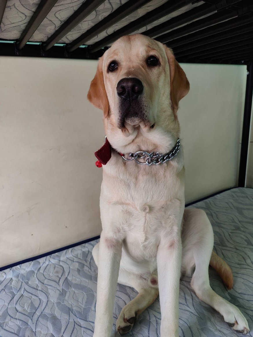 Labrador Retriever Dogs For Mating In Delhi