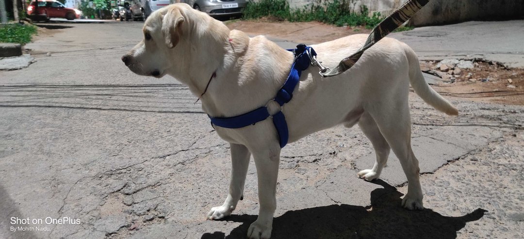 Labrador Retriever Dogs For Mating In Hyderabad