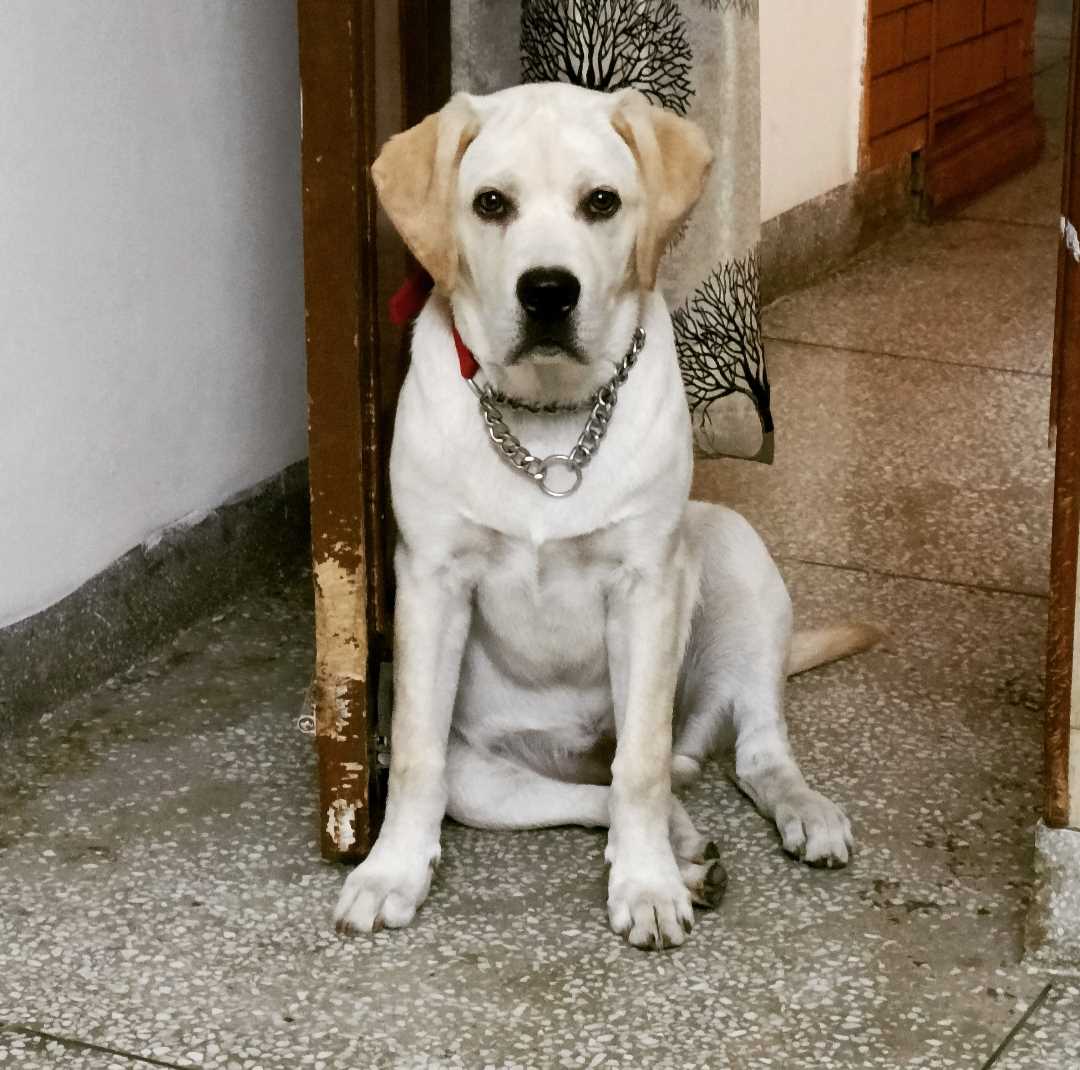 Labrador Retriever Dogs For Mating In Eluru
