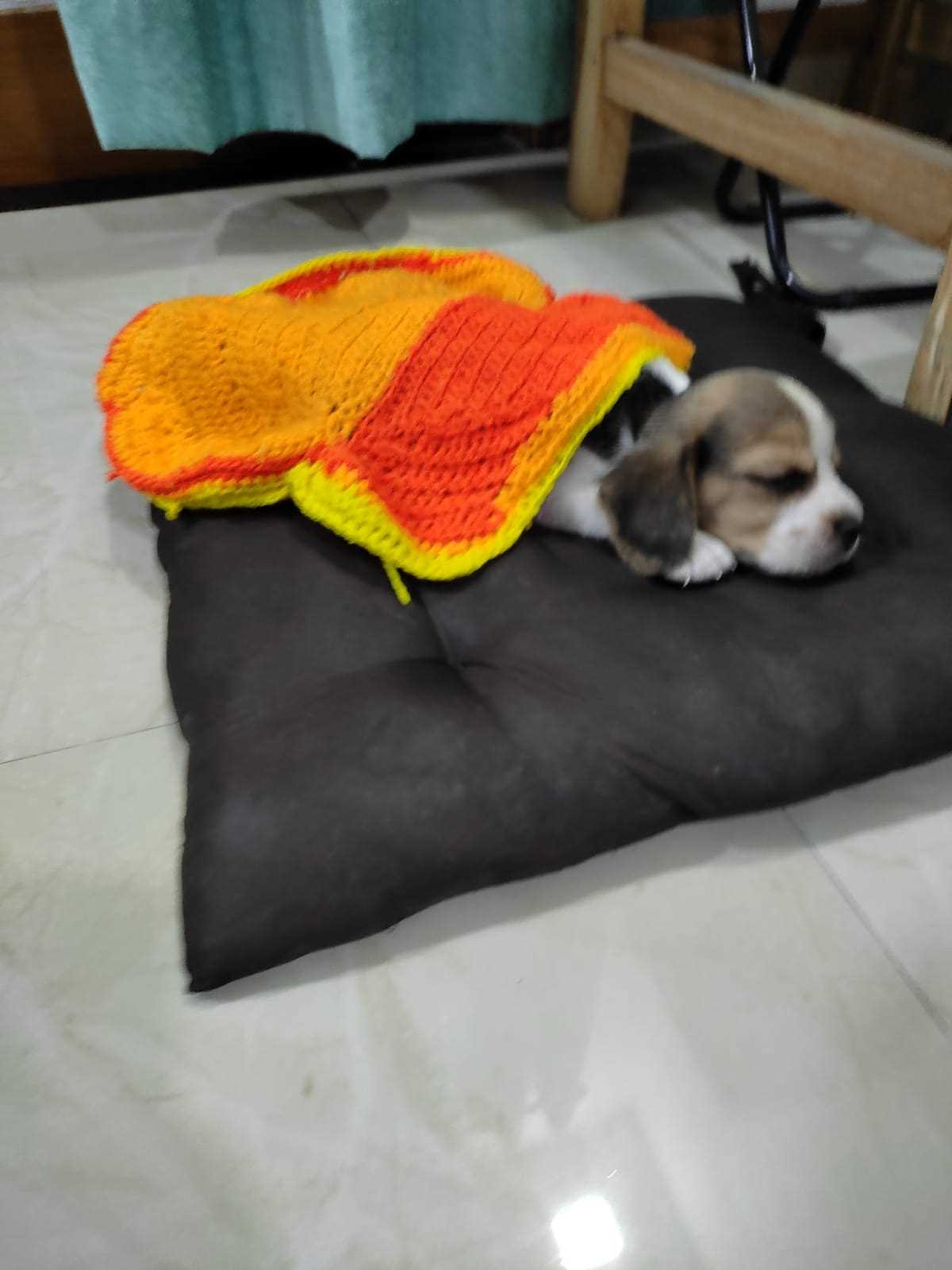 Beagle For Sale In Pune